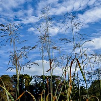 Buy canvas prints of Reeds on the pond at Ninesprings Yeovil Somerset by Will Badman