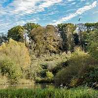 Buy canvas prints of Ninesprings Country Park Yeovil Somerset  by Will Badman