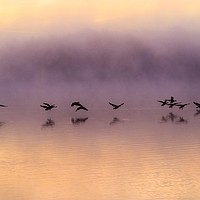 Buy canvas prints of Canadian Geese flying over misty sunrise reservoir by Will Badman