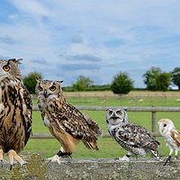 Buy canvas prints of Owls sat on the fence in Martock Somerset  by Will Badman