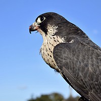 Buy canvas prints of Bird of prey Peregrine falcon in Somerset  by Will Badman
