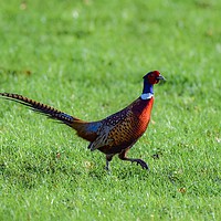 Buy canvas prints of Pheasant in a field at Yeovil Somerset Uk by Will Badman