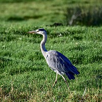 Buy canvas prints of Heron on the riverside at Aller Somerset Uk  by Will Badman