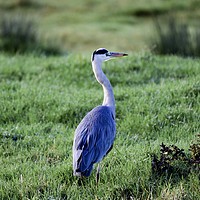 Buy canvas prints of Heron on the riverside at Aller Somerset Uk   by Will Badman