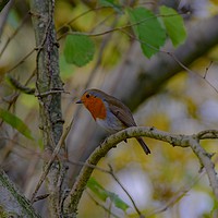 Buy canvas prints of Robin sat in a hedge in Yeovil Somerset Uk  by Will Badman