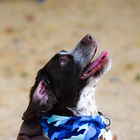 Buy canvas prints of A Spaniel dog Sat looking up for a treat in Yeovil by Will Badman