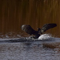 Buy canvas prints of Cormorant landing in the lake @ Ham Wall Meare.  by Will Badman