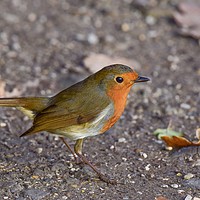 Buy canvas prints of A Friendly little Robin  by Will Badman