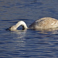 Buy canvas prints of Swan on the lake at Ham Wall Nature Reserve Meare by Will Badman