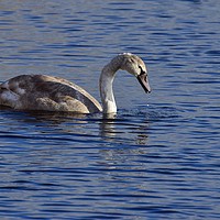 Buy canvas prints of Swan on the lake at Ham Wall Nature Reserve Meare by Will Badman