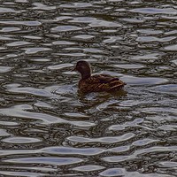 Buy canvas prints of Duck on Chard Reservoir Somerset by Will Badman