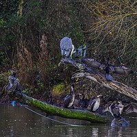 Buy canvas prints of Heron and cormorants on a lake in Chard Somerset by Will Badman