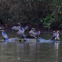 Buy canvas prints of Cormorants drying there wings on a tree by Will Badman