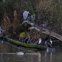 Buy canvas prints of Heron and cormorants on a fallen tree in Chard  by Will Badman