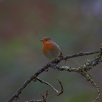 Buy canvas prints of Robin on a branch Ninesprings Country Park Yeovil by Will Badman