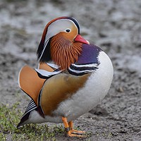 Buy canvas prints of Colourful Male Mandarin Duck at Ninesprings Yeovil by Will Badman