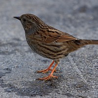 Buy canvas prints of Dunnock on the path at Ninesprings Yeovil Somerset by Will Badman