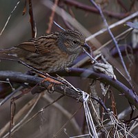 Buy canvas prints of Dunnock In a hedge at Ninesprings Yeovil Somerset by Will Badman