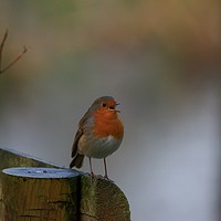 Buy canvas prints of Singing Robin at Ninesprings Yeovil Somerset by Will Badman