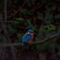 Buy canvas prints of Kingfisher on a branch at Ninesprings Yeovil  by Will Badman