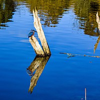 Buy canvas prints of Tree Reflection and kingfisher at Chard Reservoir by Will Badman