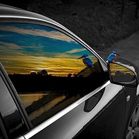 Buy canvas prints of Sunset and kingfisher reflections in Audi window by Will Badman