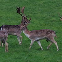 Buy canvas prints of Wild Fallow buck deers in Somerset Uk  by Will Badman