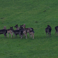 Buy canvas prints of Wild common and melanistic falow deer in Somerset  by Will Badman