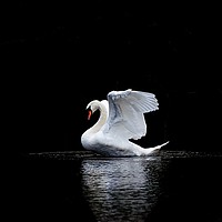 Buy canvas prints of Swan stretching its wings on the lake in Yeovil by Will Badman