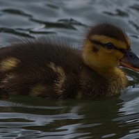 Buy canvas prints of Newly Hatched Duckling  by Will Badman
