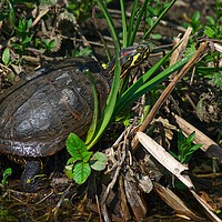 Buy canvas prints of Wild Terrapin Turtle  by Will Badman