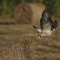 Buy canvas prints of Buzzard taking off from a hay bale by Will Badman
