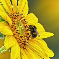Buy canvas prints of Bee on a Sunflower  by Will Badman