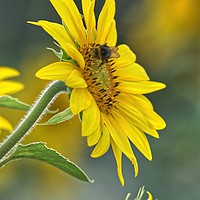 Buy canvas prints of Bee on a Sunflower  by Will Badman
