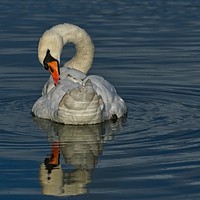 Buy canvas prints of Swan on the Lake at Burnham on Sea  by Will Badman