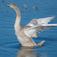 Buy canvas prints of Young Swan on a lake flapping its wings by Will Badman