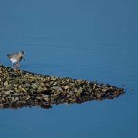 Buy canvas prints of Redshank on the lake at Start Marshes  by Will Badman