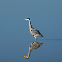 Buy canvas prints of Mirror image of a Heron on the lake by Will Badman