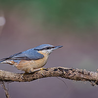 Buy canvas prints of Nuthatch Bird on a Tree Branch by Will Badman