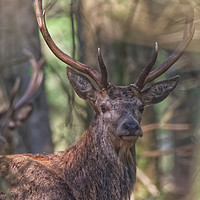 Buy canvas prints of A Red Stag in the woods in the Quantocks Somerset by Will Badman