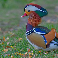 Buy canvas prints of Colourful Mandarin Duck in Yeovil Somerset UK by Will Badman