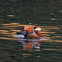 Buy canvas prints of Mandarin Duck on a Lake at Ninesprings Yeovil uk by Will Badman