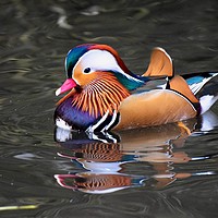 Buy canvas prints of Mandarin Duck on a Lake at Ninesprings Yeovil uk  by Will Badman