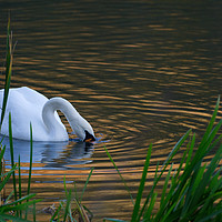 Buy canvas prints of Swan Searching for Food on a Lake in Somerset UK by Will Badman