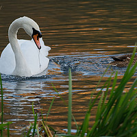 Buy canvas prints of Swan and Duck on a Lake in Ninesprings Yeovil Some by Will Badman