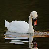 Buy canvas prints of Swan on a Lake in Ninesprings Yeovil Somerset UK  by Will Badman