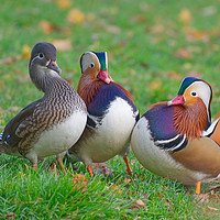 Buy canvas prints of Colourful Mandarin Ducks in Yeovil Somerset UK by Will Badman