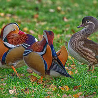 Buy canvas prints of Colourful Mandarin Ducks in Yeovil Somerset UK  by Will Badman