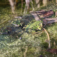 Buy canvas prints of Waving frog in a pond in Somerset by Will Badman