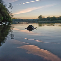 Buy canvas prints of A Feather on a Rock Chard Reservoir Somerset by Will Badman
